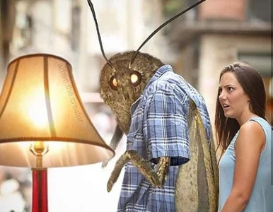 Miniatura: Memy z ćmami podbijają internet. Skąd ich...