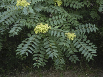Bożodrzew gruczołowaty (Ailanthus altissima) rośnie wyjątkowo szybko i&nbsp;skutecznie wypiera rodzime gatunki roślin z&nbsp;otoczenia