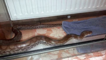 Boa tęczowy znaleziony na Woli 