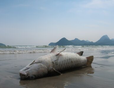 Miniatura: Morze wyrzuciło tysiące martwych ryb na...