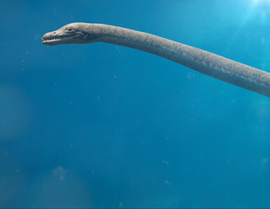 Miniatura: Naukowcy odkryli nowy gatunek plezjozaura....