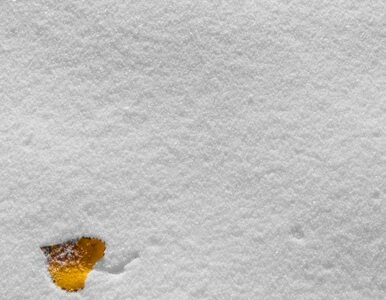 Miniatura: Pierwszy śnieg tej zimy spadł na Warszawę