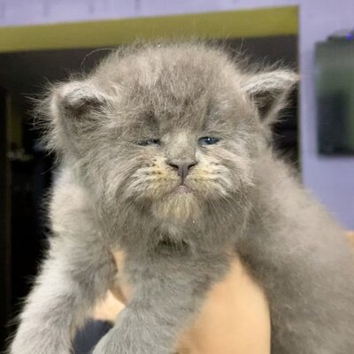 Miniatura: Następcy Grumpy Cat? Koci miot z...