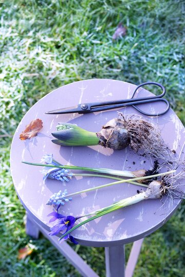 Hiacynty, hyacinthus orientalis