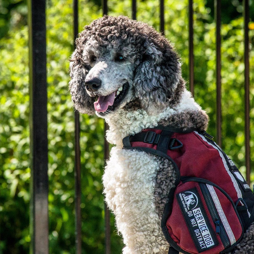 Podopieczni Country Inn Working Service Dogs 