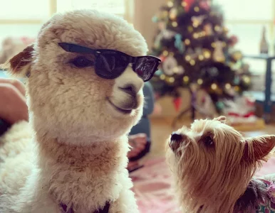 Miniatura: Ich zwierzątkiem domowym jest alpaka....