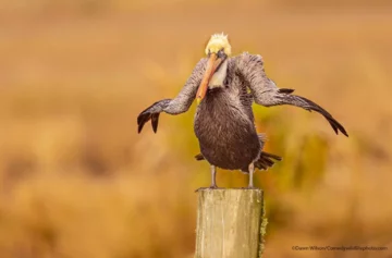 Finaliści konkursu Comedy Wildlife Photo Awards 2021 