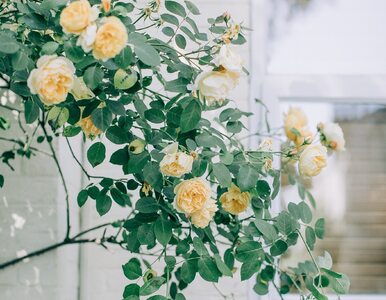 Miniatura: Czy uprawa róż na balkonie to dobry...