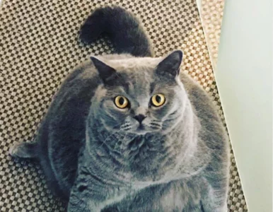 Miniatura: Kot miał zostać uśpiony. Nietypowy wygląd...