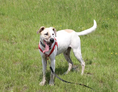 Miniatura: Pierwsza taka eutanazja psa na Paluchu od...