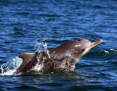 Miniatura: Delfiny skażone przez elektronikę. „To...