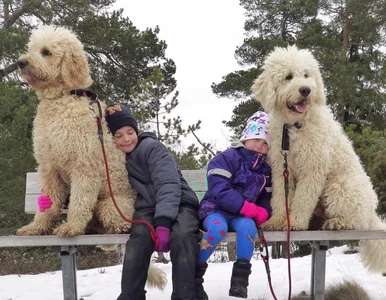 Miniatura: Goldendoodle podbijają serca psiarzy. Ta...