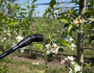 Miniatura: Ekologiczny oprysk z babcinego oleju....