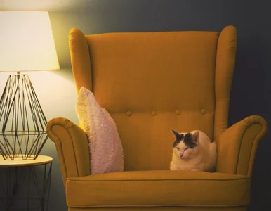 Miniatura: Najtrudniejszy z trudnych QUIZ na piątkowy...