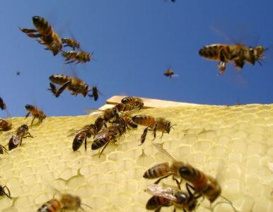 Miniatura: Dlaczego w Polsce masowo giną pszczoły?