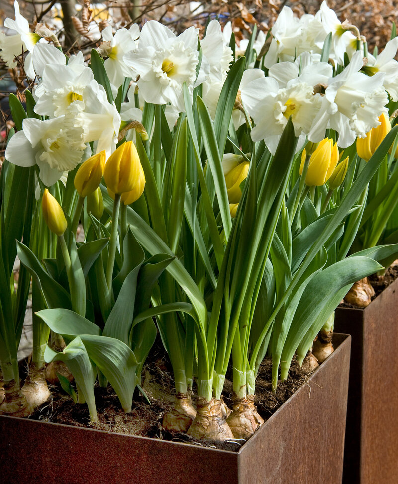 Tulipany i narcyzy