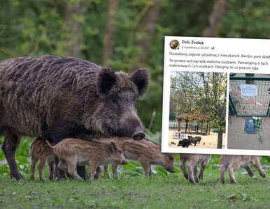 Miniatura: Plac zabaw zamienił się w śmiertelną...