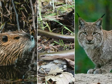 Miniatura: QUIZ. Czy te zwierzęta spotkasz w Polsce?...