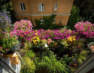 Miniatura: Najpiękniejsze balkony i ogrody. 40....
