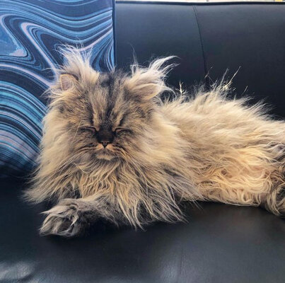 Miniatura: Ten kot wygląda, jakby nie wypił jeszcze...