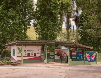 Miniatura: W zoo urodziła się puma albinos. To bardzo...