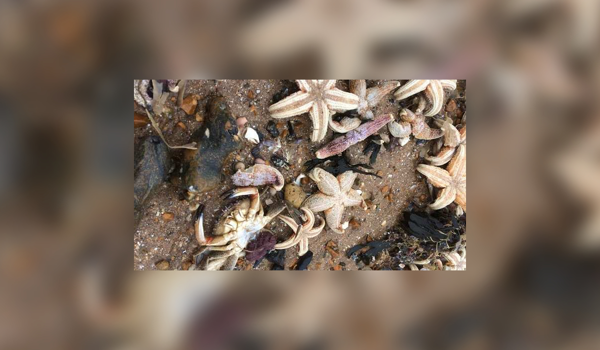 Morskie stworzenia wyrzucone na plaże dystryktu Thanet w hrabstwie Kent 