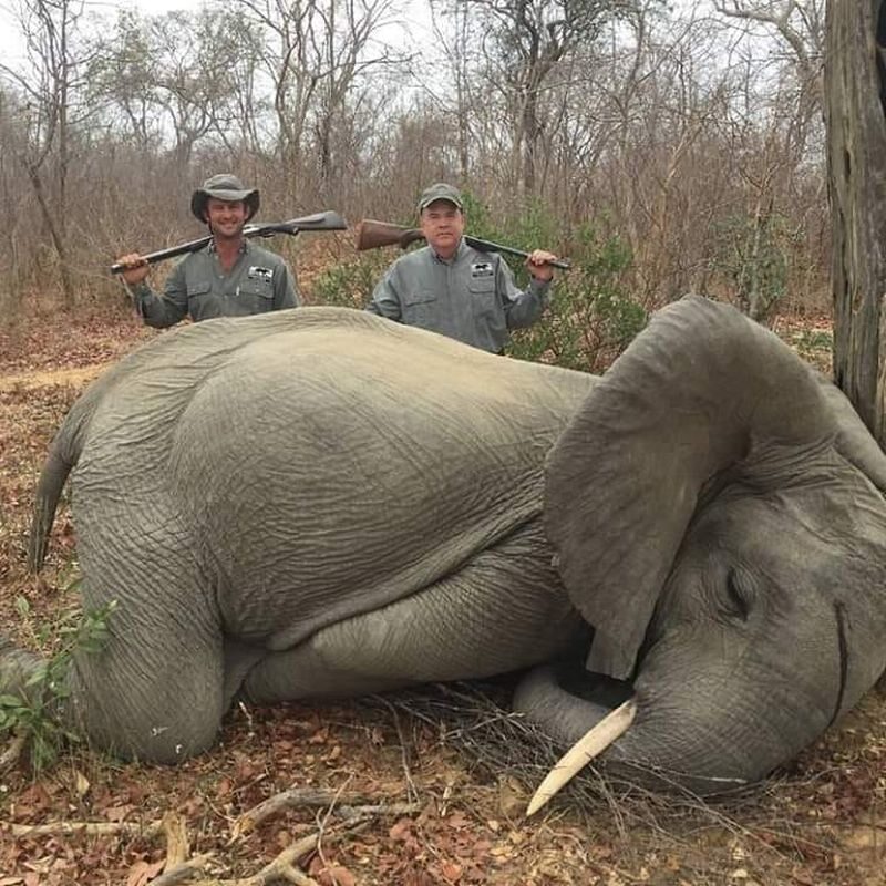 Zawodowy myśliwy Max „Buzz” Delezenne i biznesmen Mike Jines przy zabitym słoniu 
