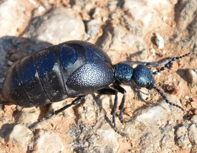 Miniatura: To jeden z najgroźniejszych owadów w...