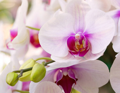 Miniatura: Pokrój na plasterki i włóż do doniczki....