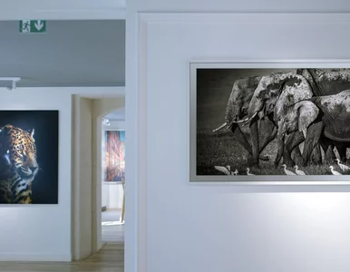 Miniatura: Fotografia kolekcjonerska – aukcja w DESA...