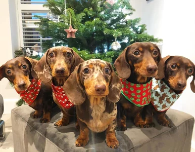 Miniatura: Jamniki z „Parówkowej Drużyny” robią...