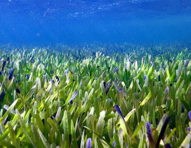 Miniatura: Gigantyczna roślina odkryta u wybrzeży...