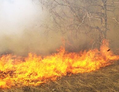 Miniatura: Duże zagrożenie pożarowe lasów w całym kraju