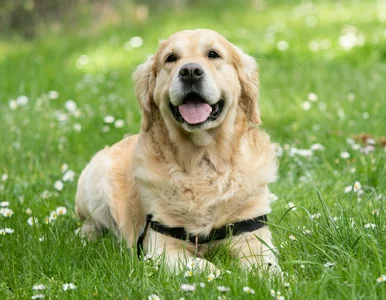 Miniatura: Tułaczka psa trwała 36 dni, zwierzę...