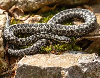 Miniatura: Coraz więcej żmij w Polsce. Naukowcy...
