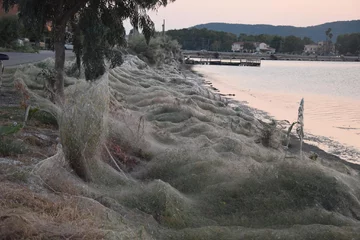 Pajęczyna na greckiej plaży 