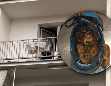 Miniatura: Wyszedł na balkon i zobaczył to....