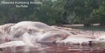 Rozkładające się szczątki ogromnego zwierzęcia 