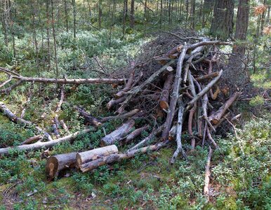 Miniatura: Polacy szturmują lasy. Leśnicy przyznają:...