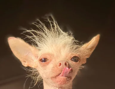 Miniatura: Grzywacz chiński. Ten pies robi...