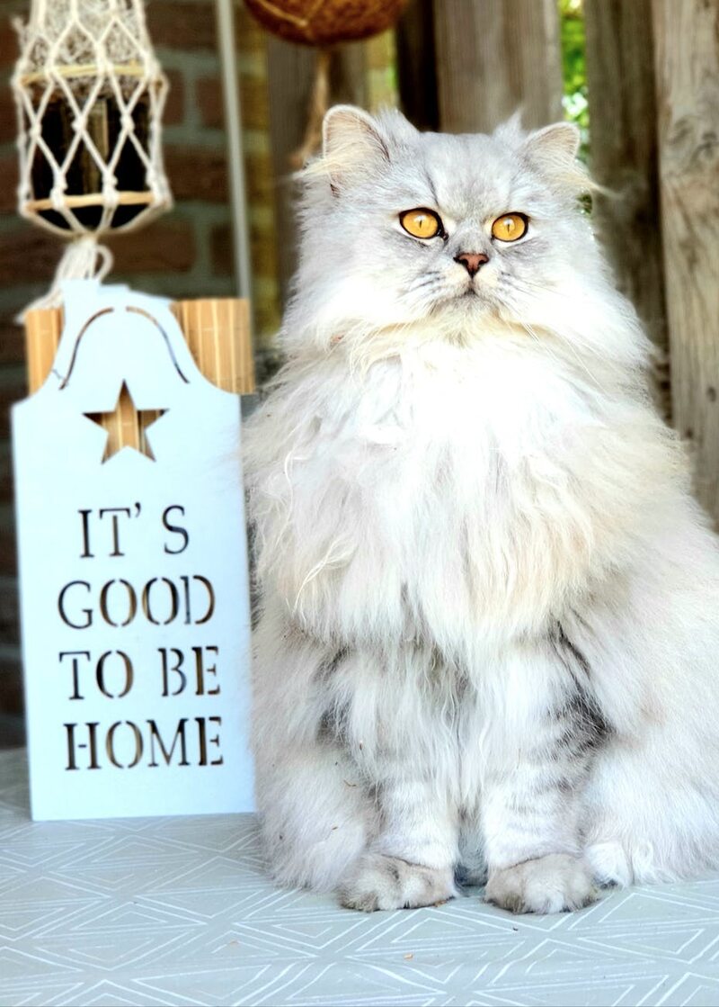 Adorable fluffy long haired Persian cat sitting on table neat sign with it s good to be home inscription and looking away