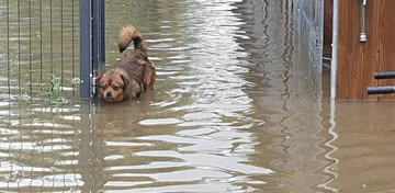Schronisko dla zwierząt „Czekadełko” 