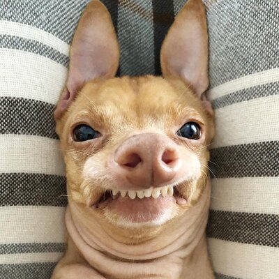 Miniatura: Pies ma wadę zgryzu. Jego stylizacje robią...