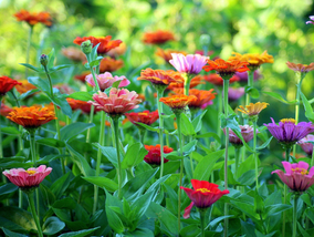 Miniatura: Kwiatki z babcinego ogródka – posadź je w...