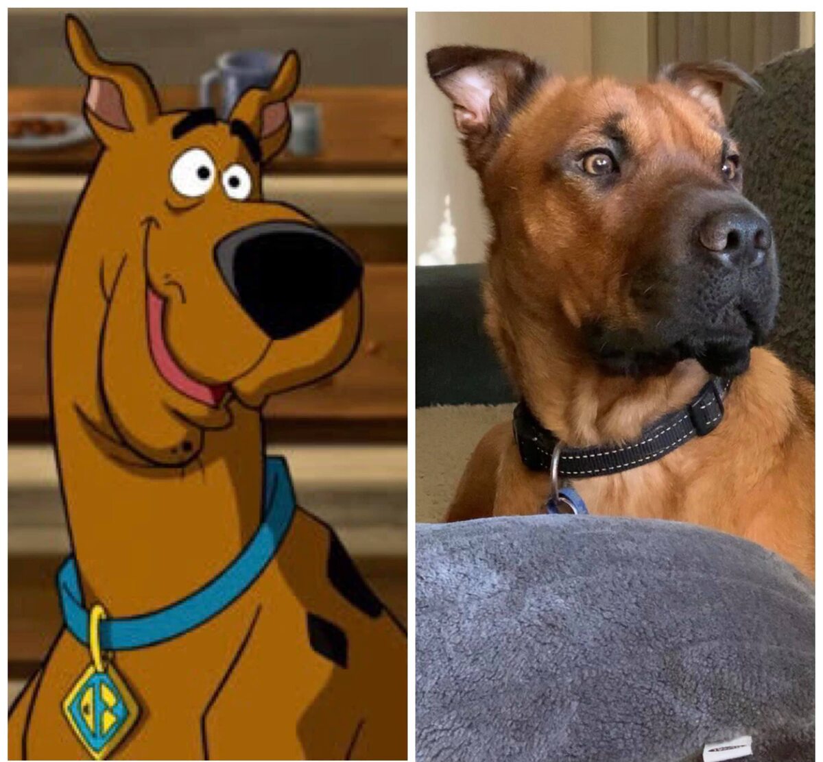 Scooby Doo 