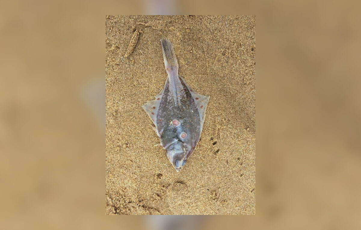 Morskie stworzenia wyrzucone na plaże dystryktu Thanet w hrabstwie Kent 