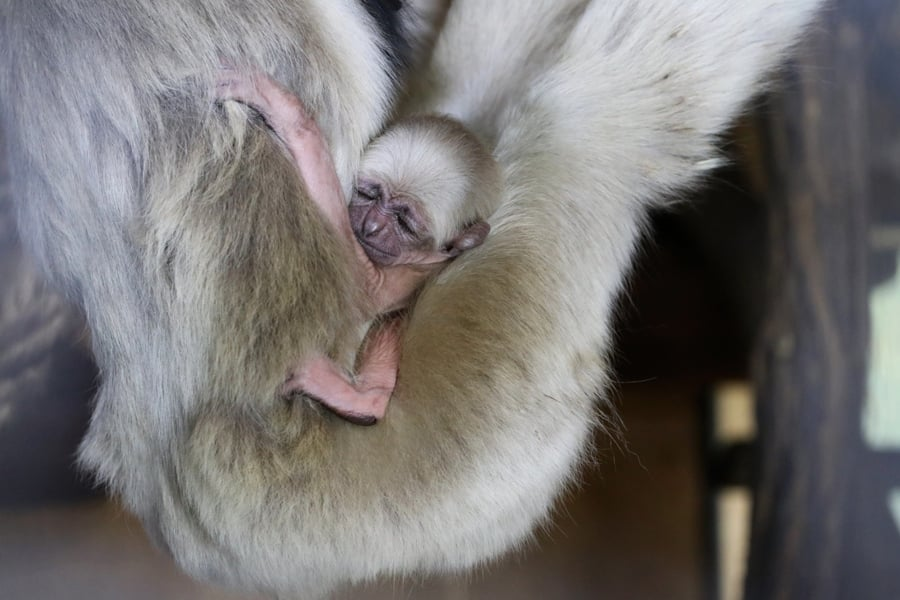 Gibbony w zoo w Płocku 