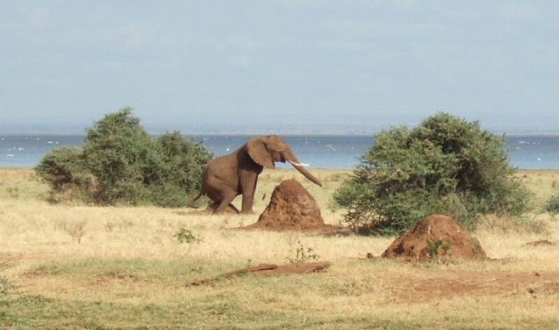 Słoń ocierający się o kopiec termitów 