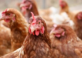 Miniatura: Nawet kilka kur może oznaczać formalności....