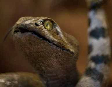 Miniatura: Chciał lecieć z wężami w spodniach